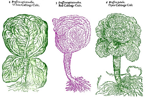 Cabbages, John Gerard